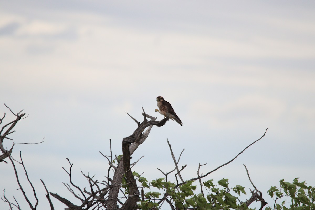 Zuhaitz-belatz eurasiarra - ML644696116