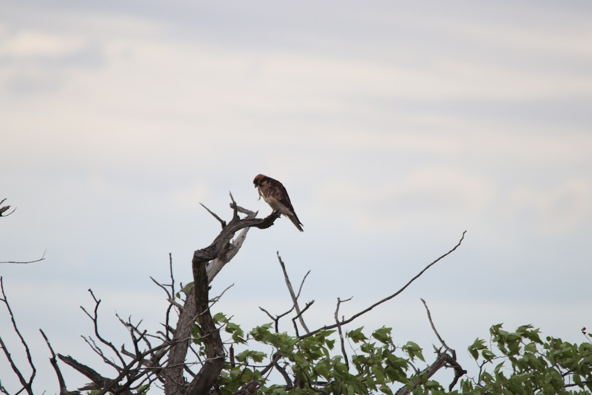 Zuhaitz-belatz eurasiarra - ML644696117