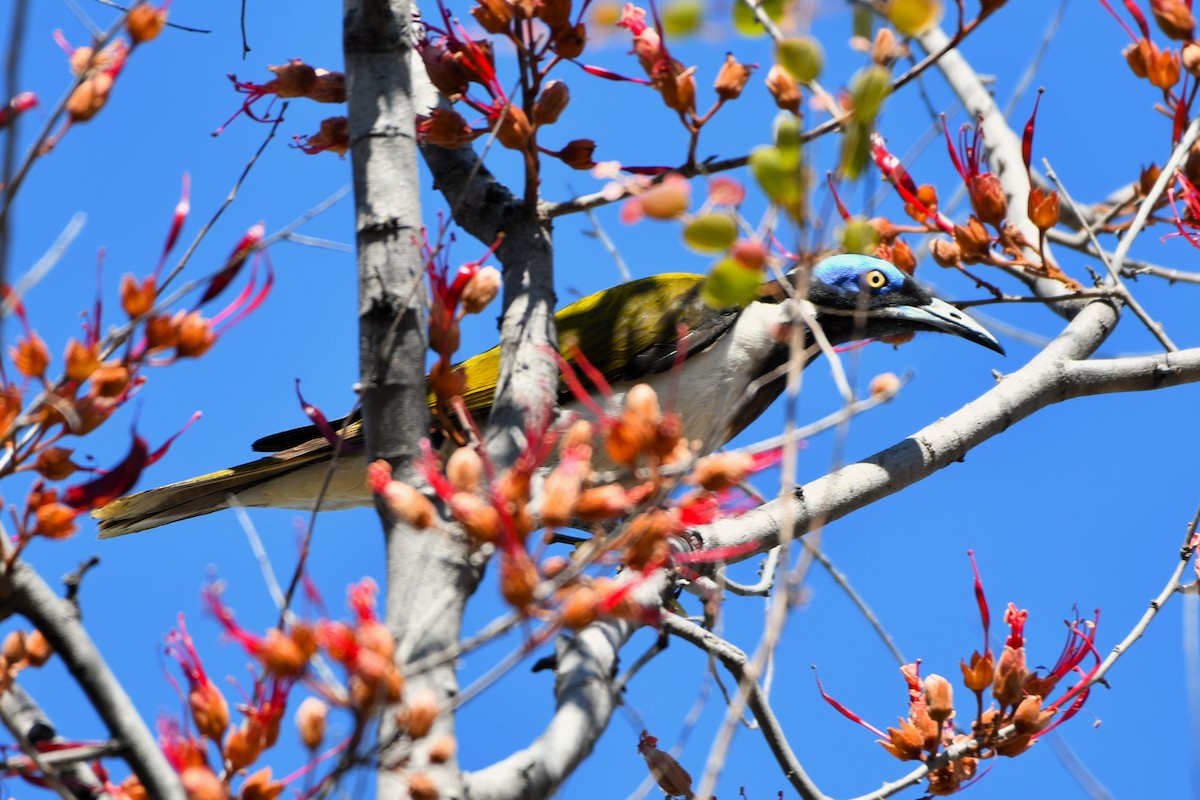 Blue-faced Honeyeater (White-quilled) - ML644696144