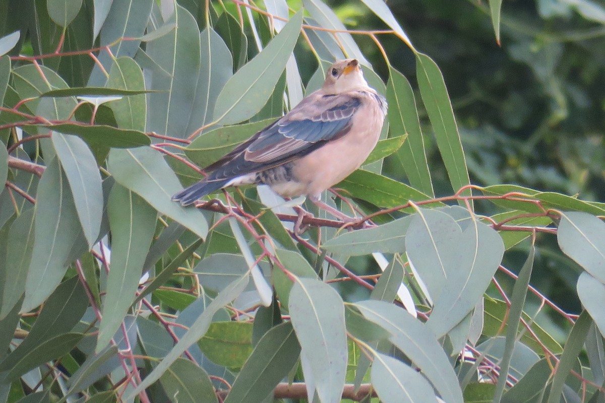 Rosy Starling - ML644696152