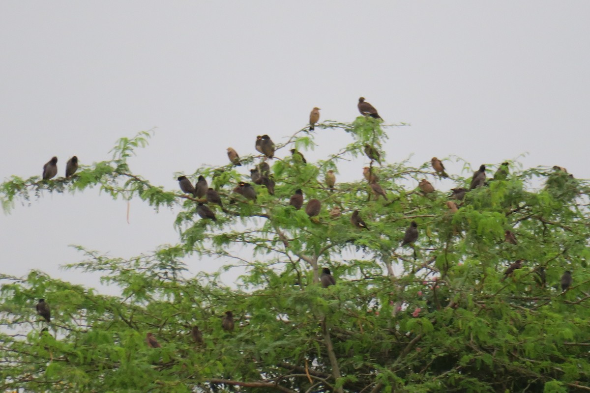 Rosy Starling - ML644696153