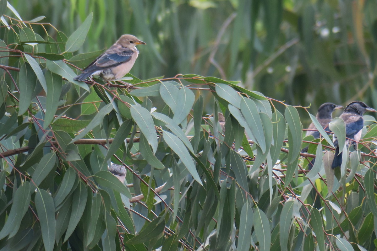 Rosy Starling - ML644696154