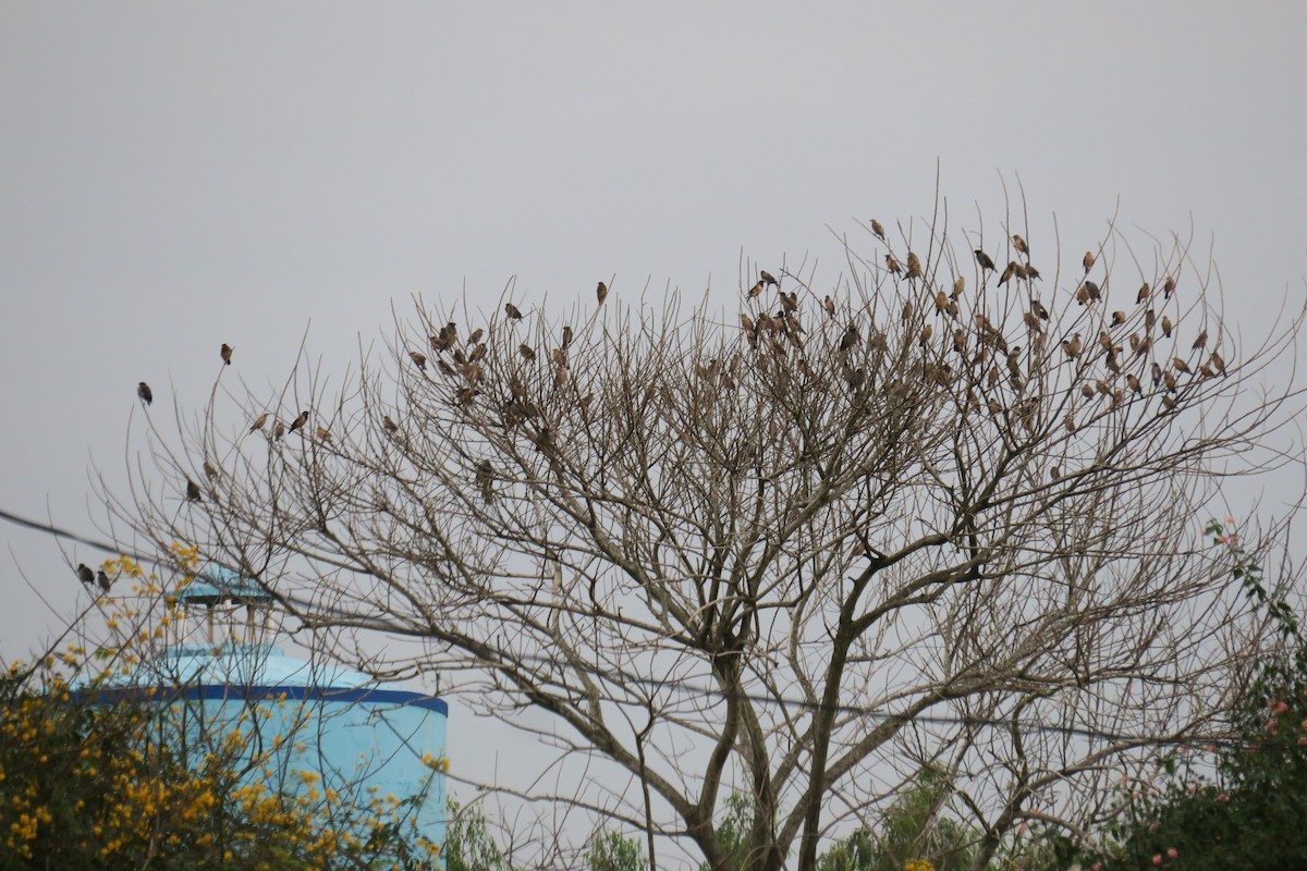 Rosy Starling - ML644696155