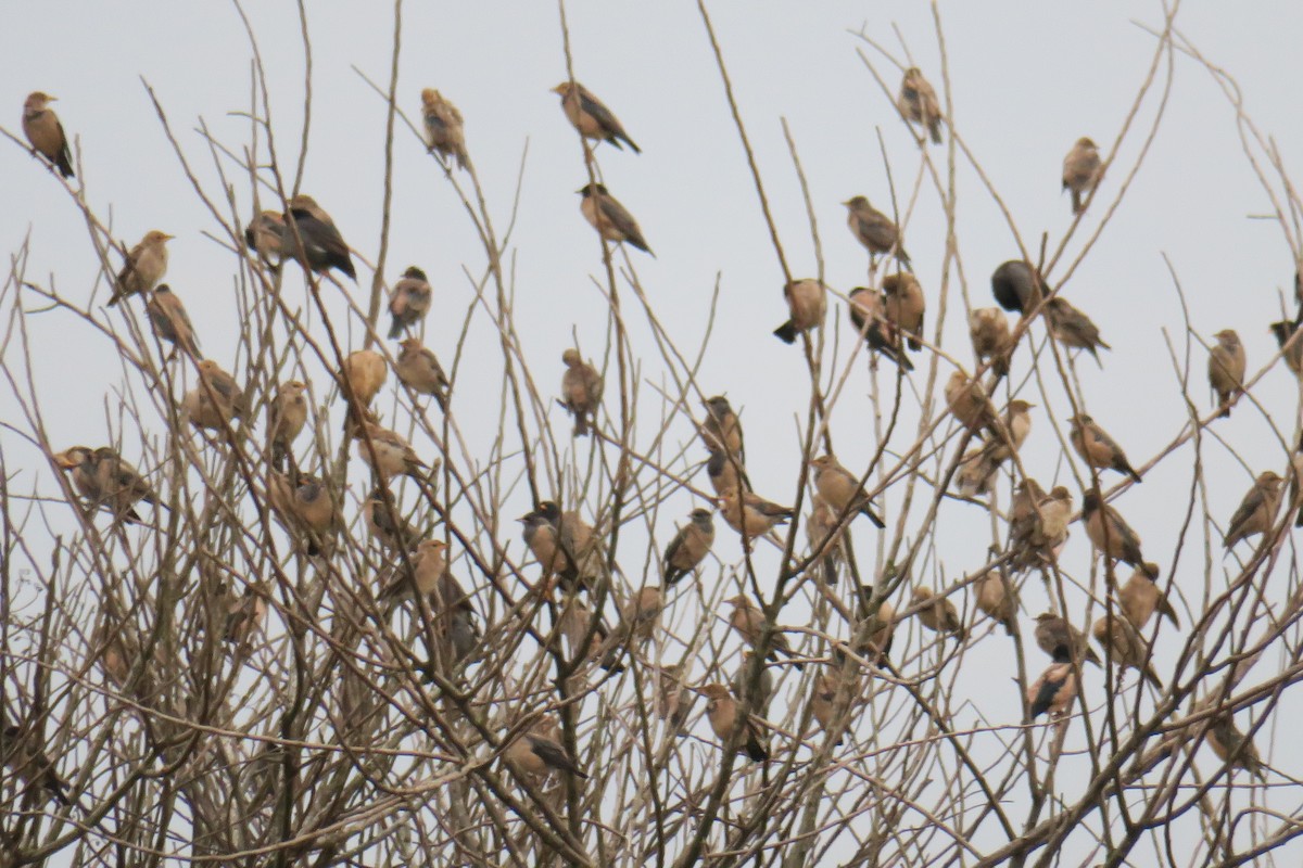Rosy Starling - ML644696156