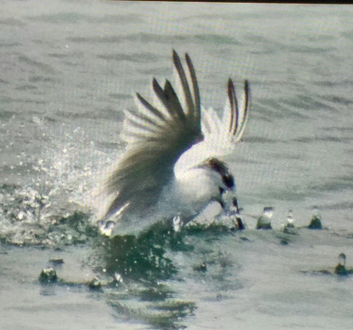 Sterne caugek - ML644696157