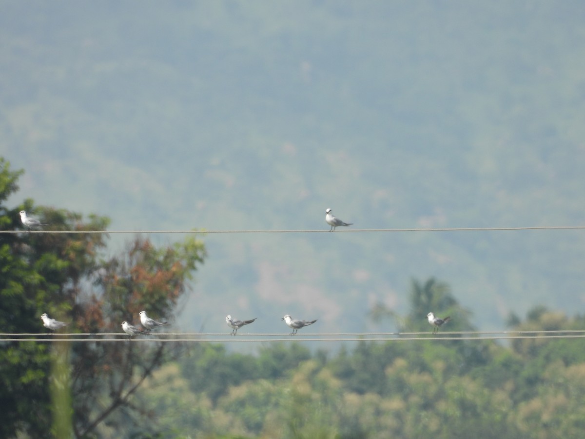 Whiskered Tern - ML644696158