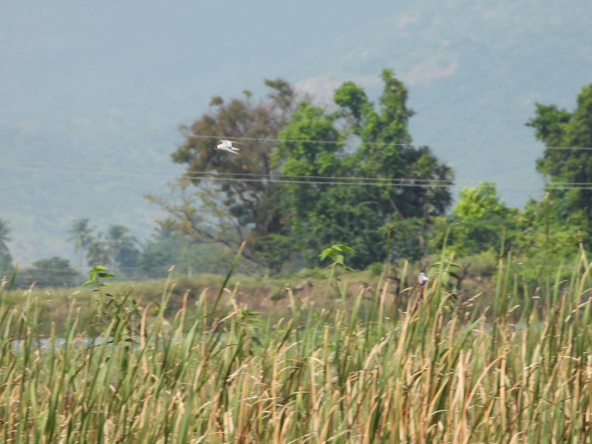 黑腹燕鷗 - ML644696159