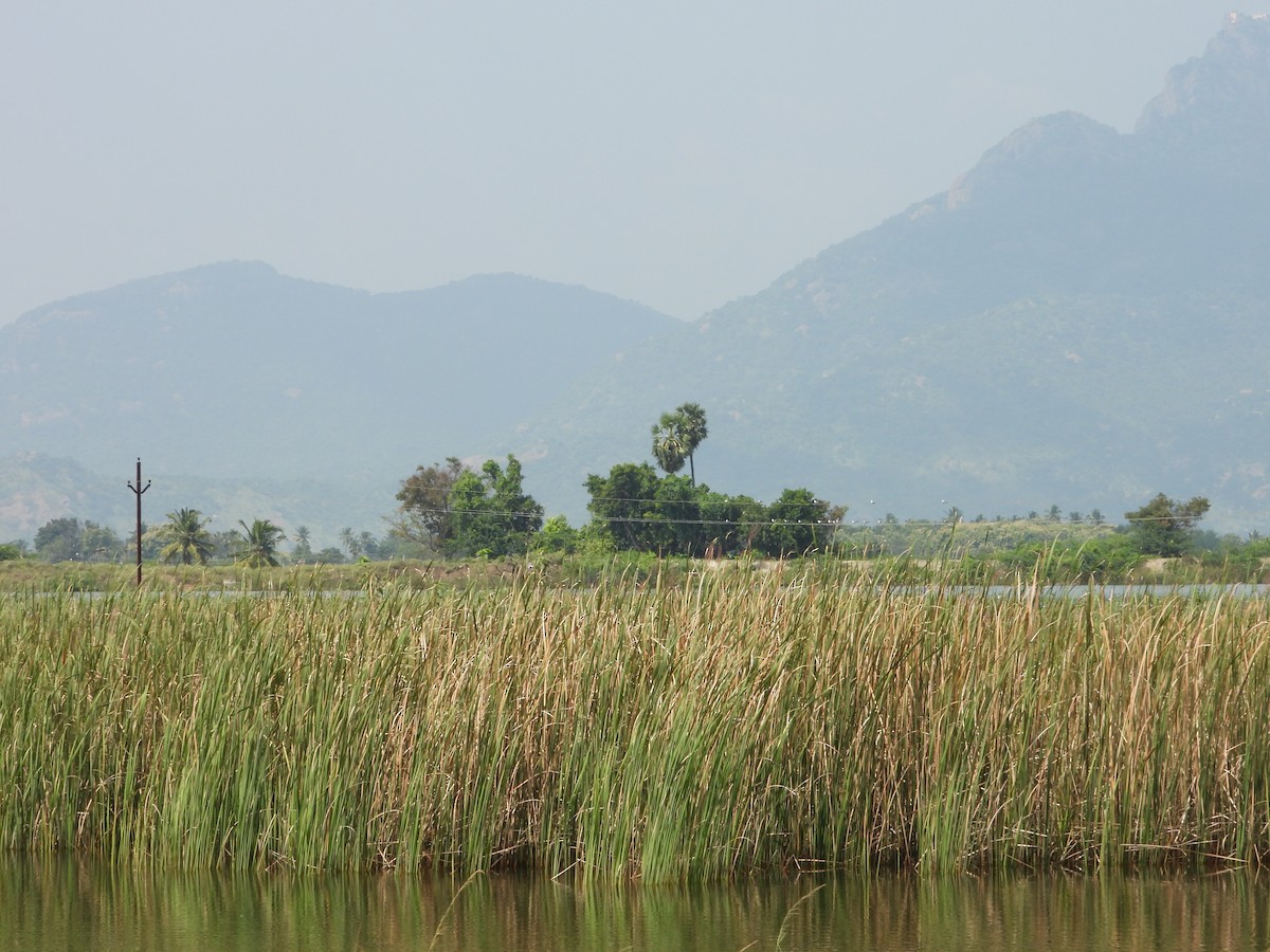 黑腹燕鷗 - ML644696160