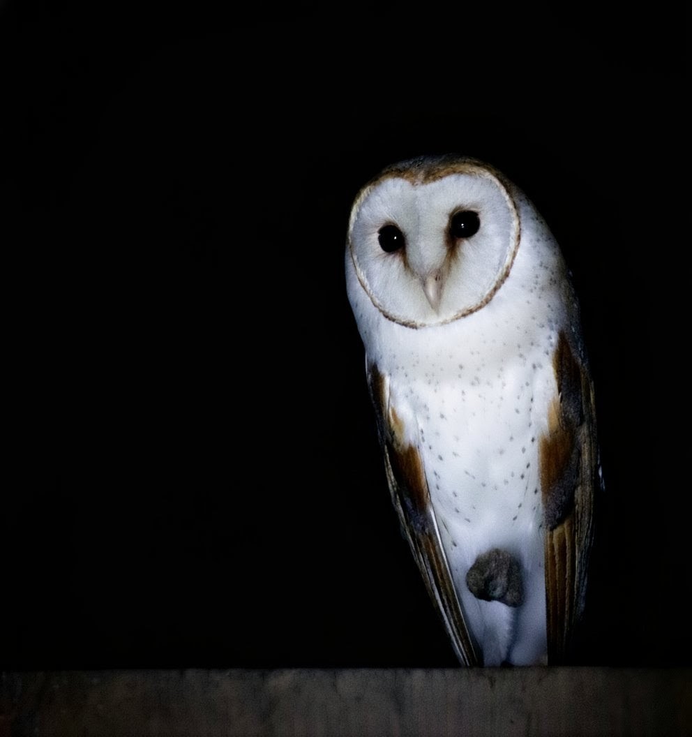 Eastern Barn Owl - ML644696164