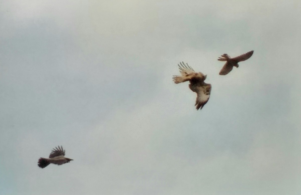 Buse variable - ML644696168