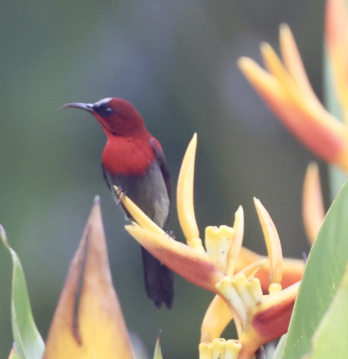 Karmesinnektarvogel - ML644696169