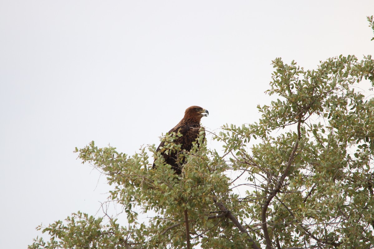 Tawny Eagle - ML644696180