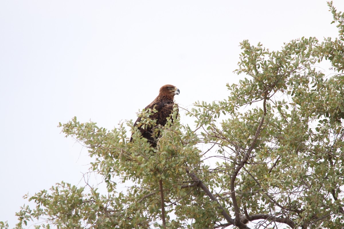 Tawny Eagle - ML644696181