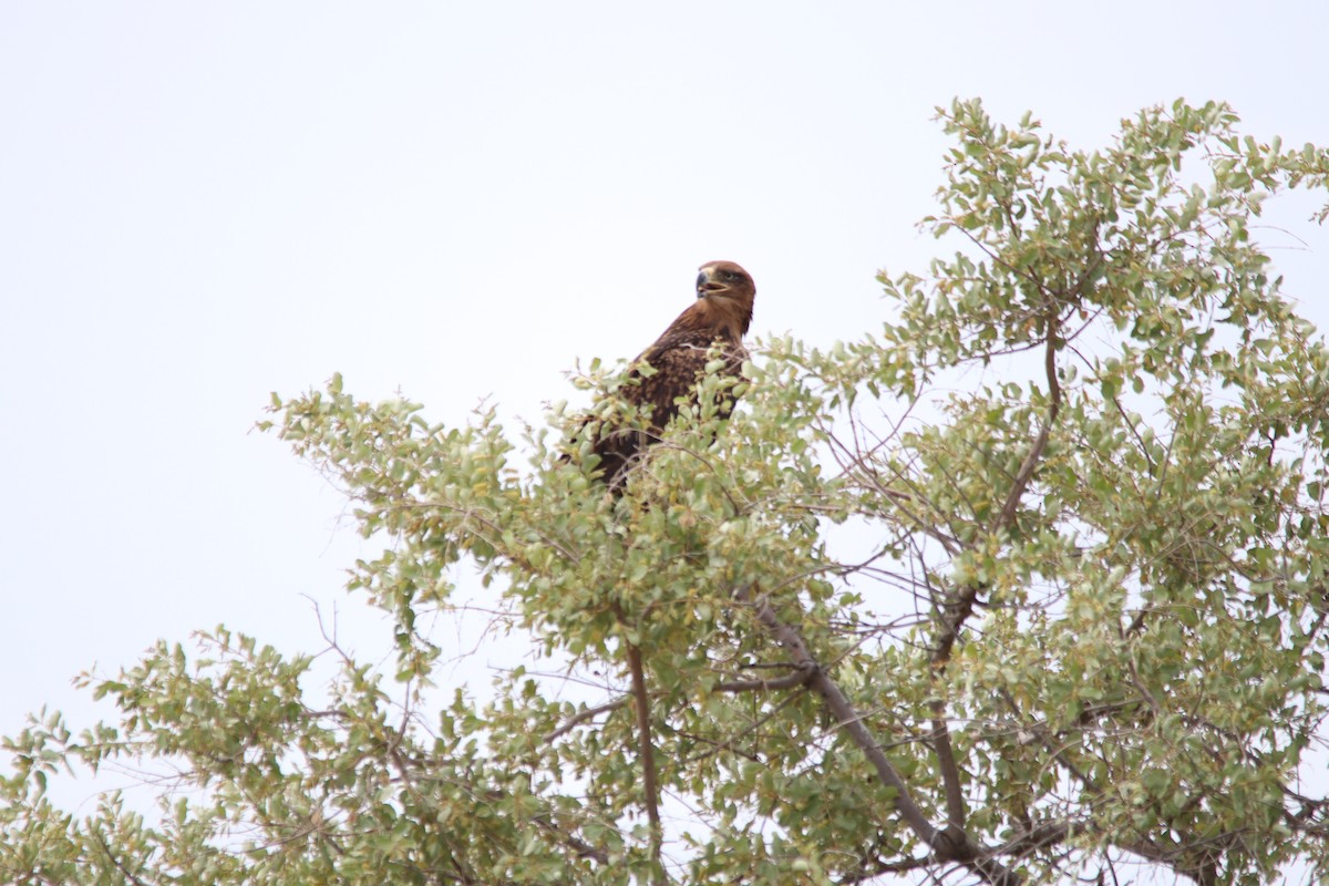 Tawny Eagle - ML644696182