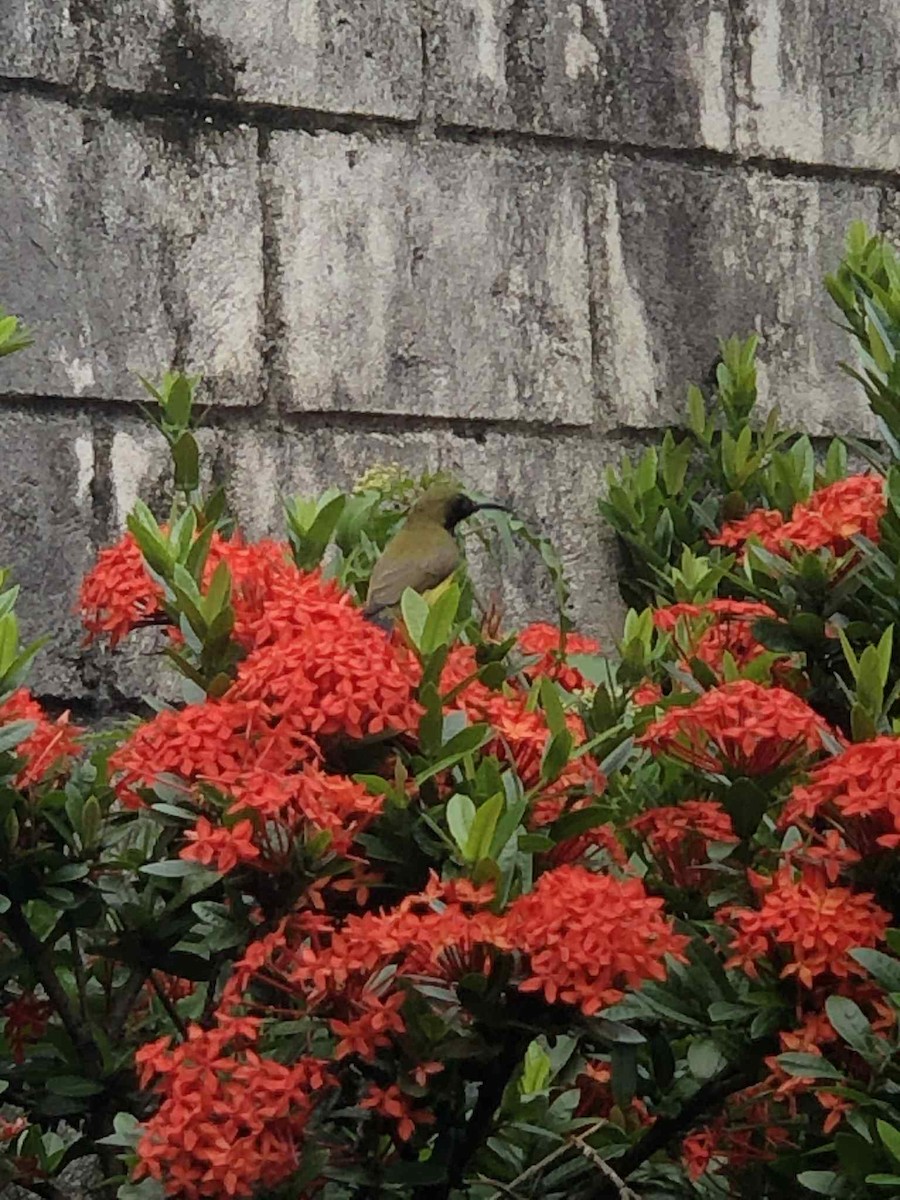 strdimil olivovohřbetý - ML644696189