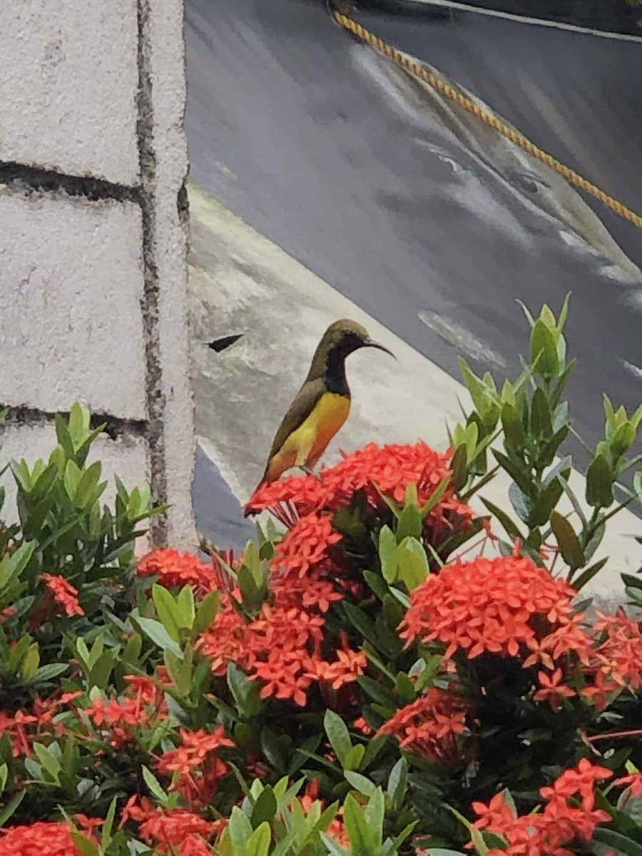 strdimil olivovohřbetý - ML644696190