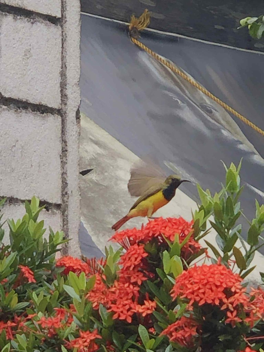 strdimil olivovohřbetý - ML644696191