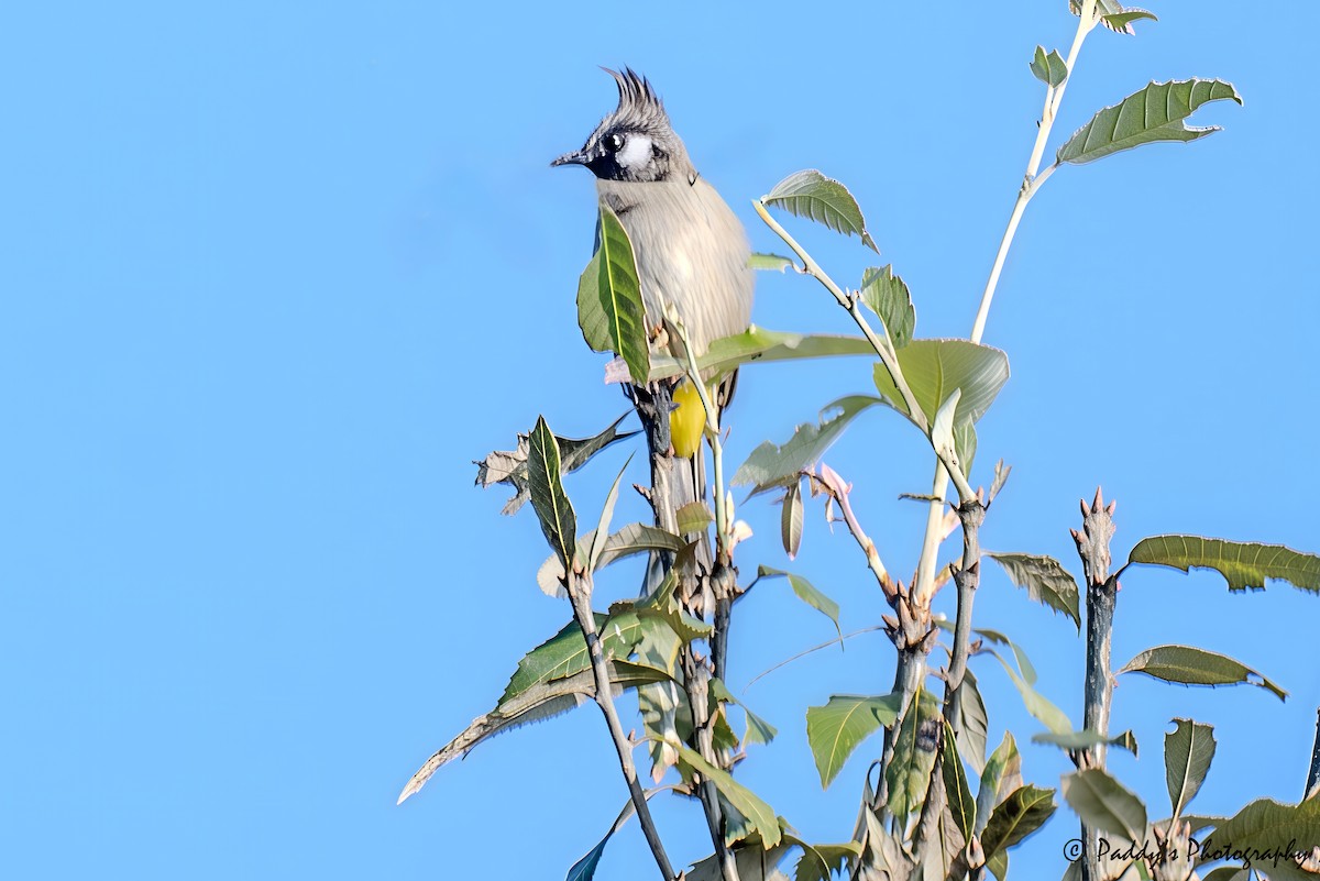 Бюльбюль білощокий - ML644696198