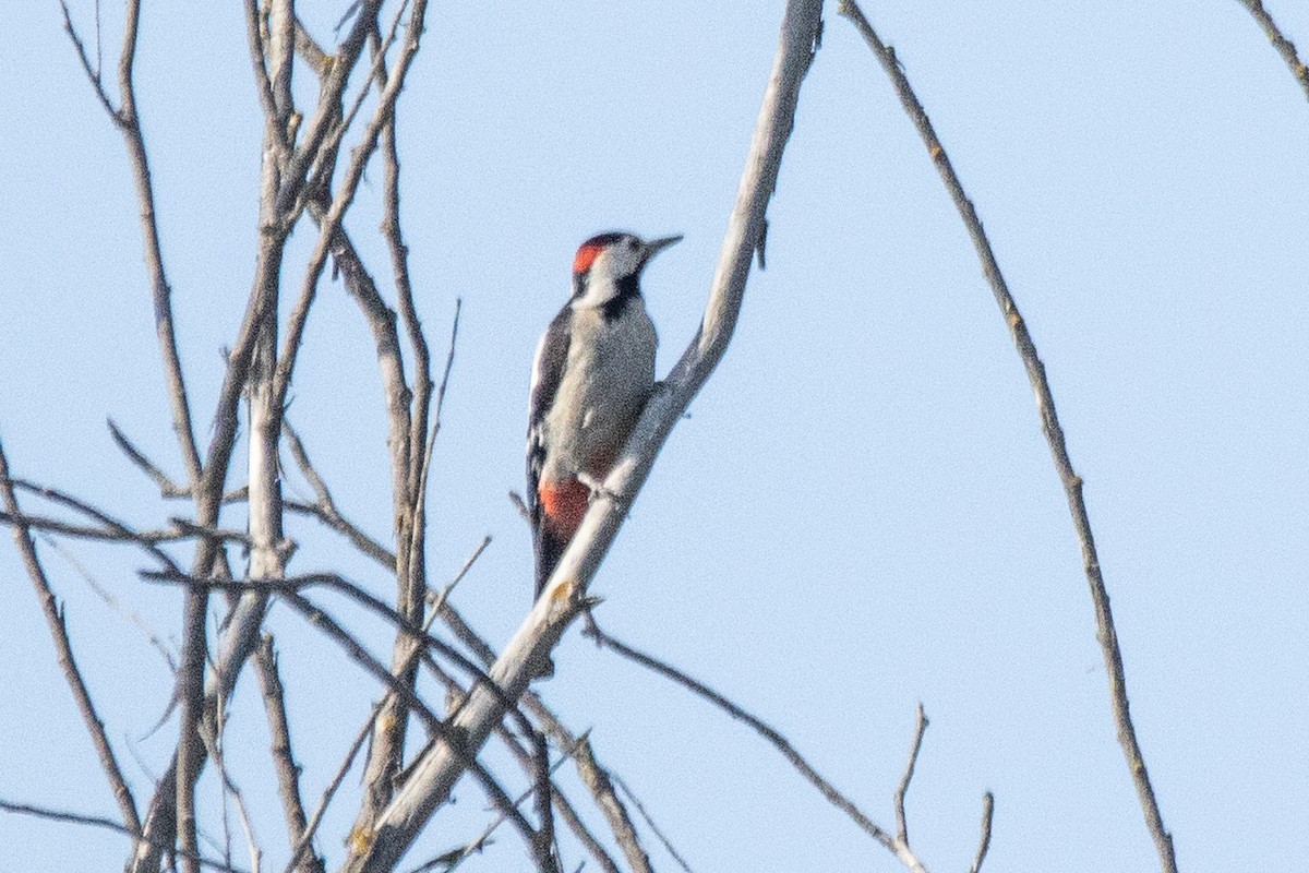 Syrian Woodpecker - ML644696204