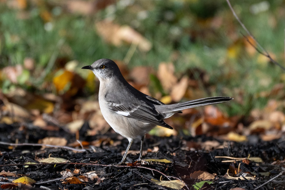 Northern Mockingbird - ML644696209
