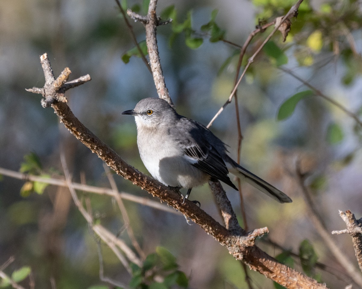 Northern Mockingbird - ML644696210