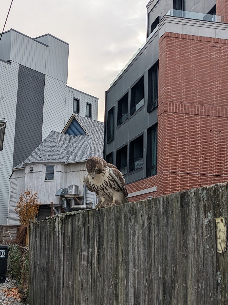 Red-tailed Hawk - ML644696217