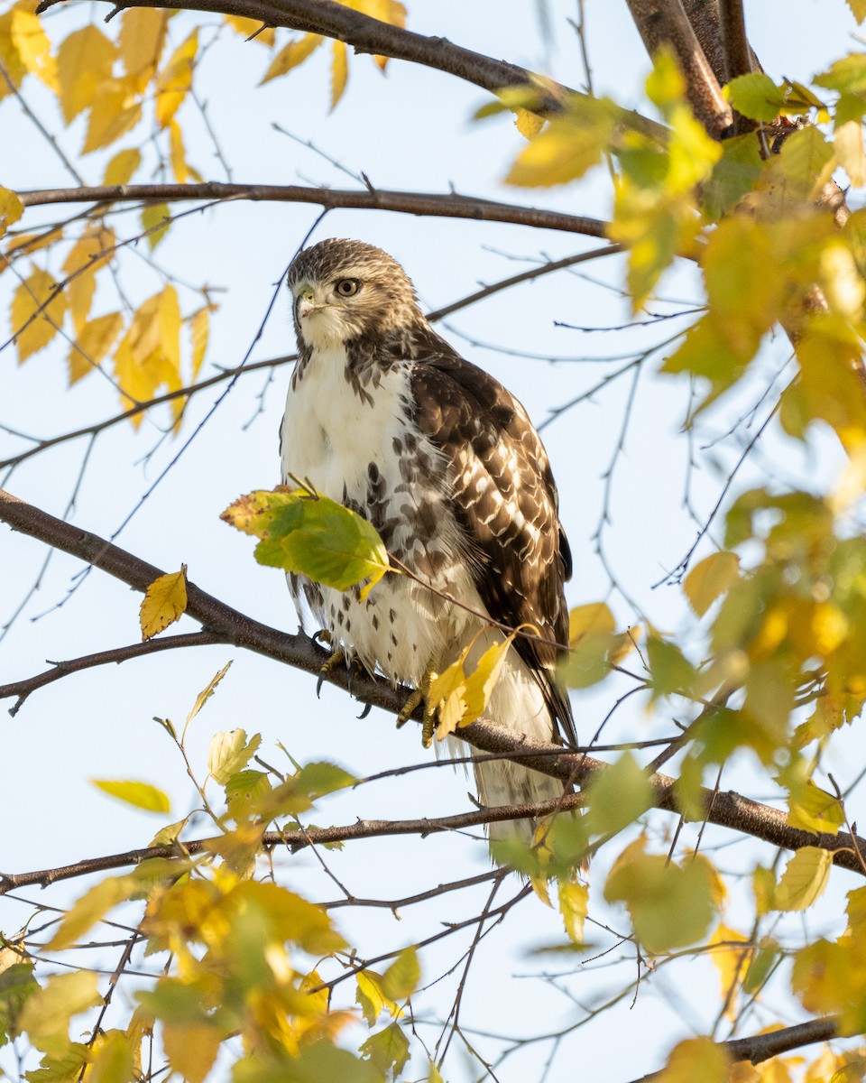 Red-tailed Hawk - ML644696218