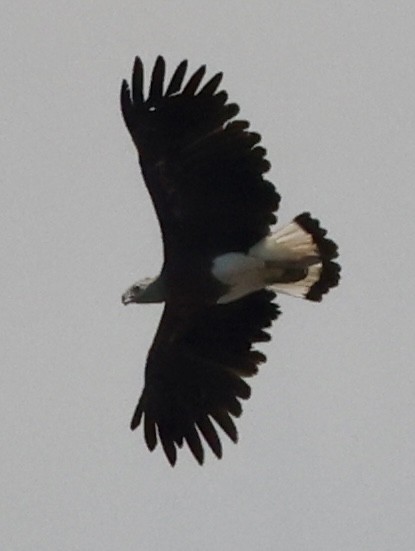 Gray-headed Fish-Eagle - ML644696224