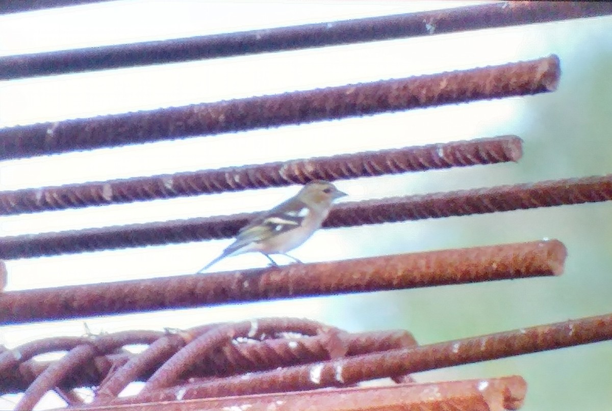 Common Chaffinch - ML644696225