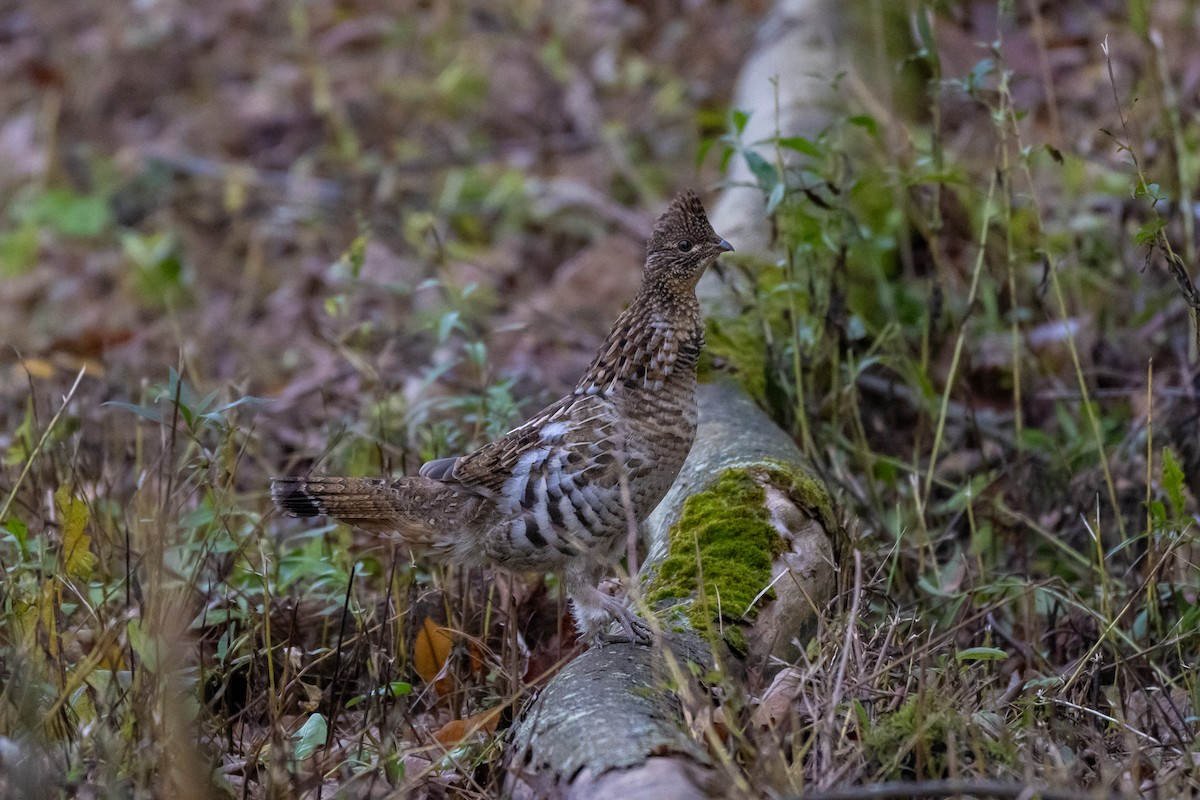 Ruffed Grouse - ML644696232