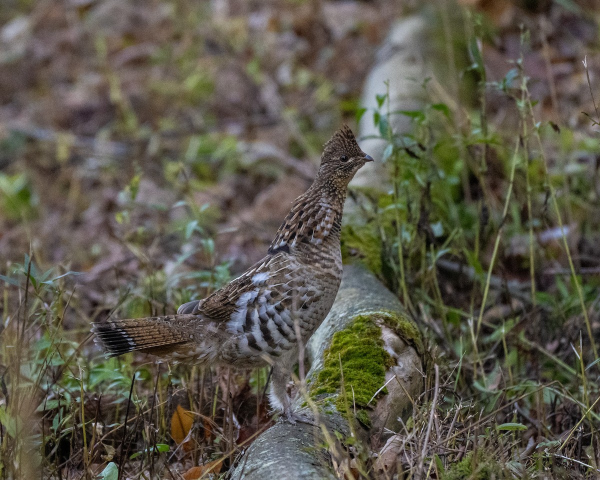 Ruffed Grouse - ML644696233