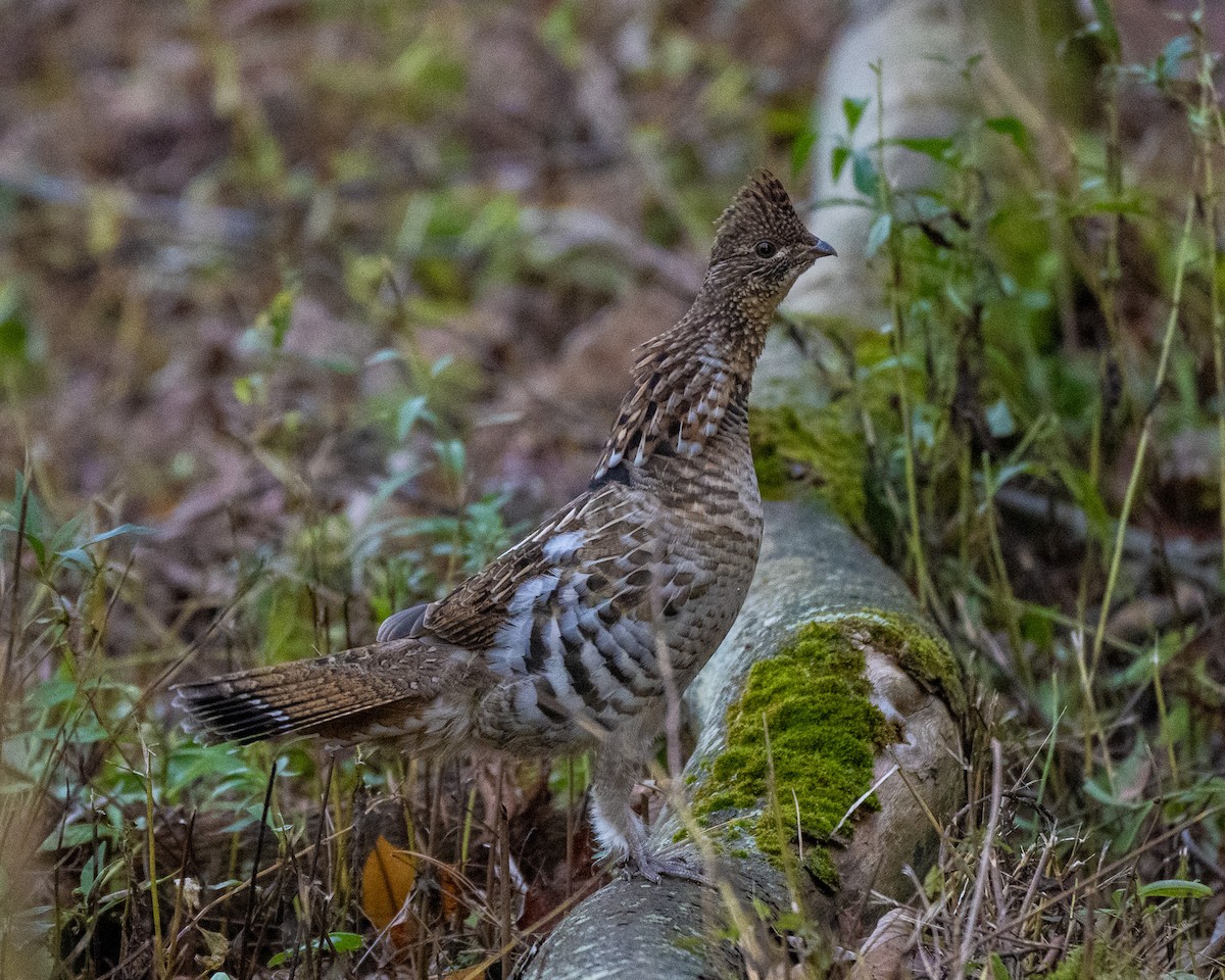 Ruffed Grouse - ML644696234