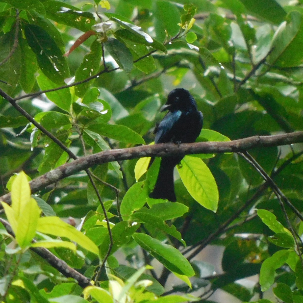 drongo krátkoocasý - ML644696235