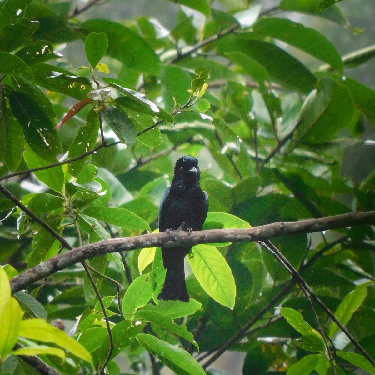drongo krátkoocasý - ML644696236