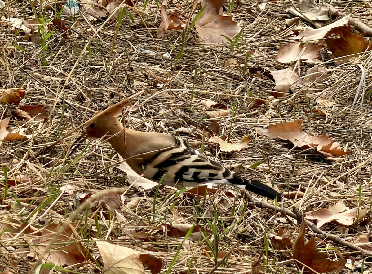 戴勝 - ML644696238