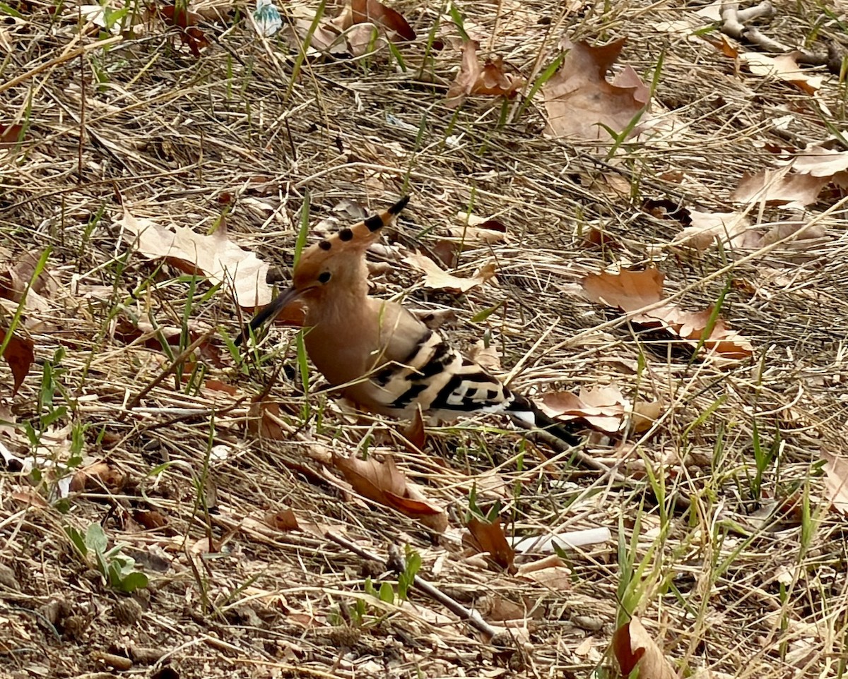 戴勝 - ML644696239