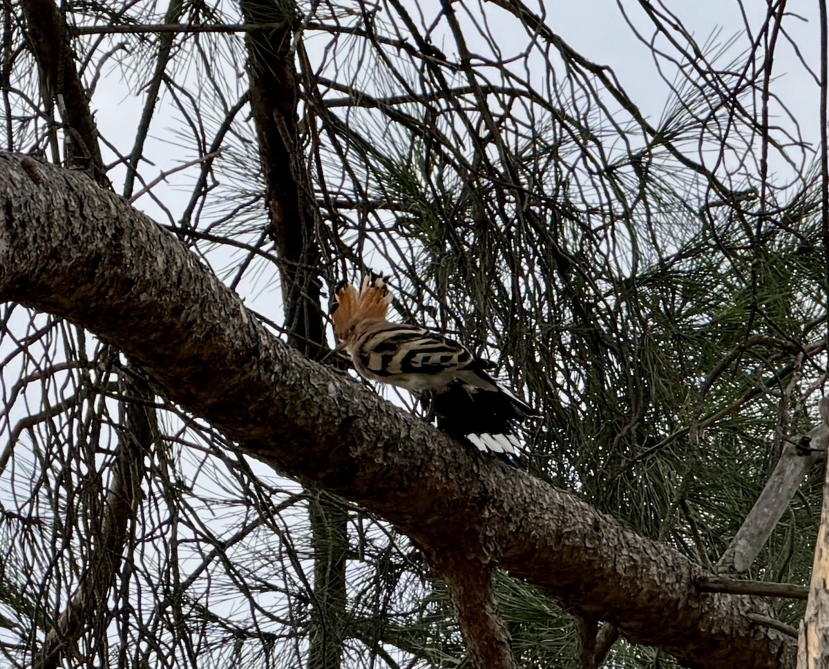 戴勝 - ML644696240