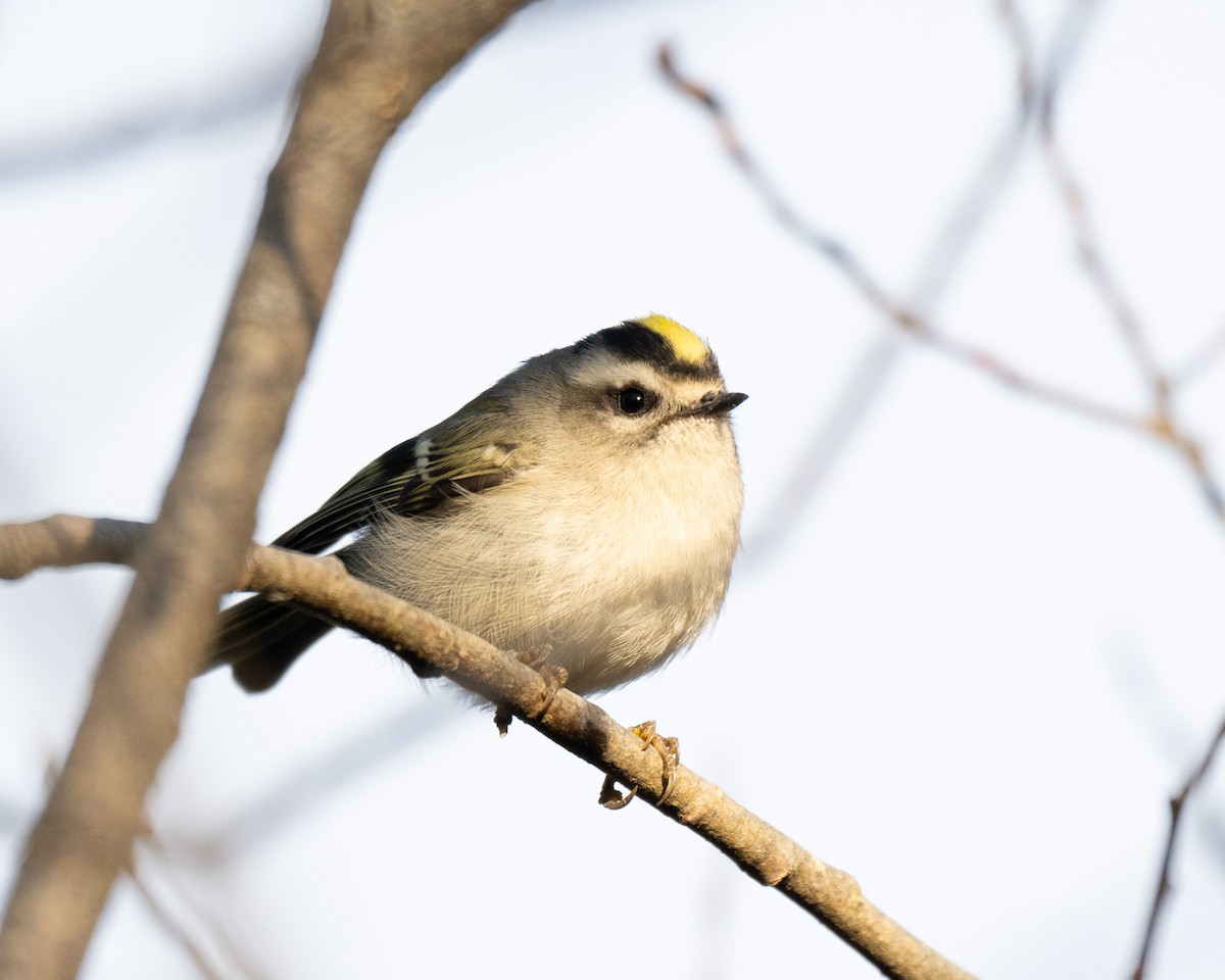 Erregetxo amerikarra - ML644696243