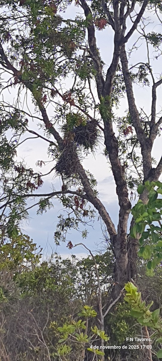Rufous-fronted Thornbird - ML644696249