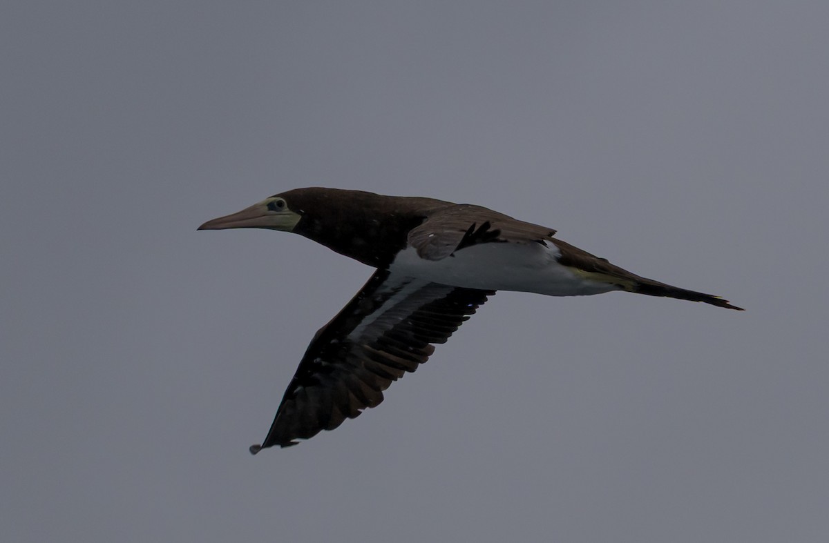 Zanga mexikarra - ML644696250