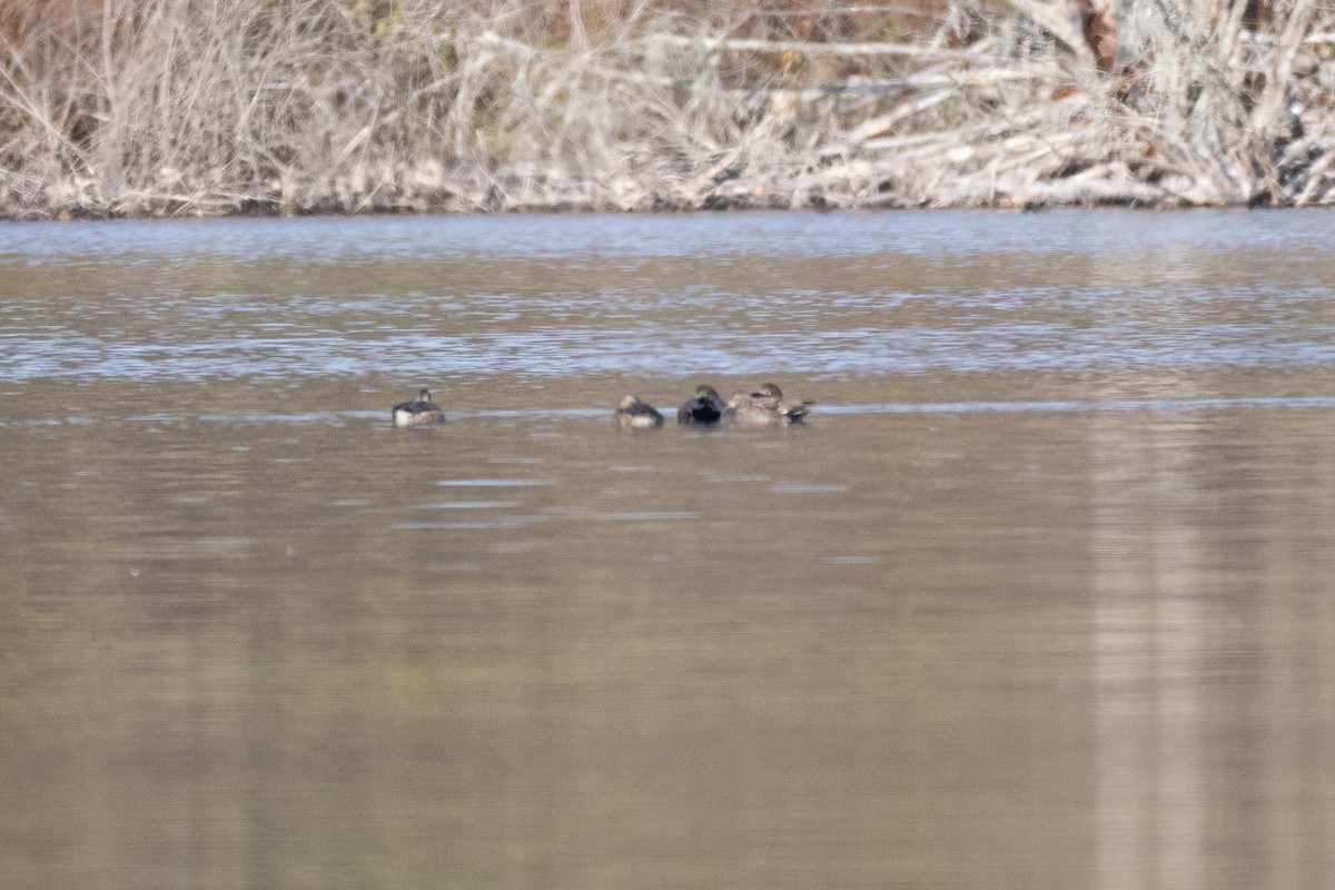 Ipar-ahatea - ML644696252