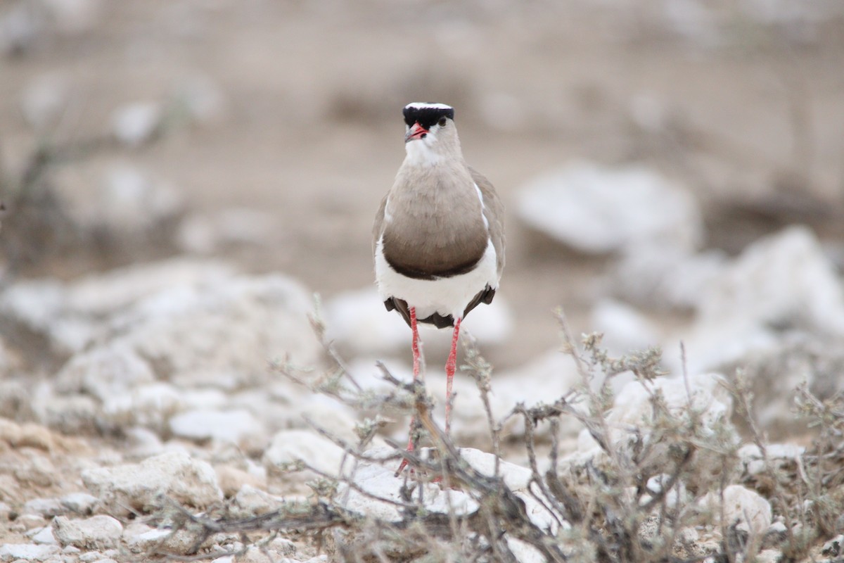 Crowned Lapwing - ML644696254