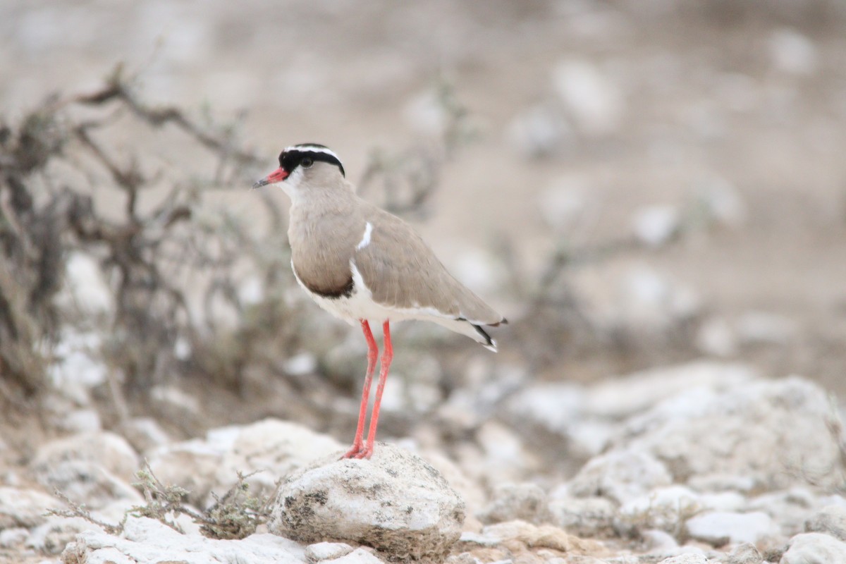Crowned Lapwing - ML644696255