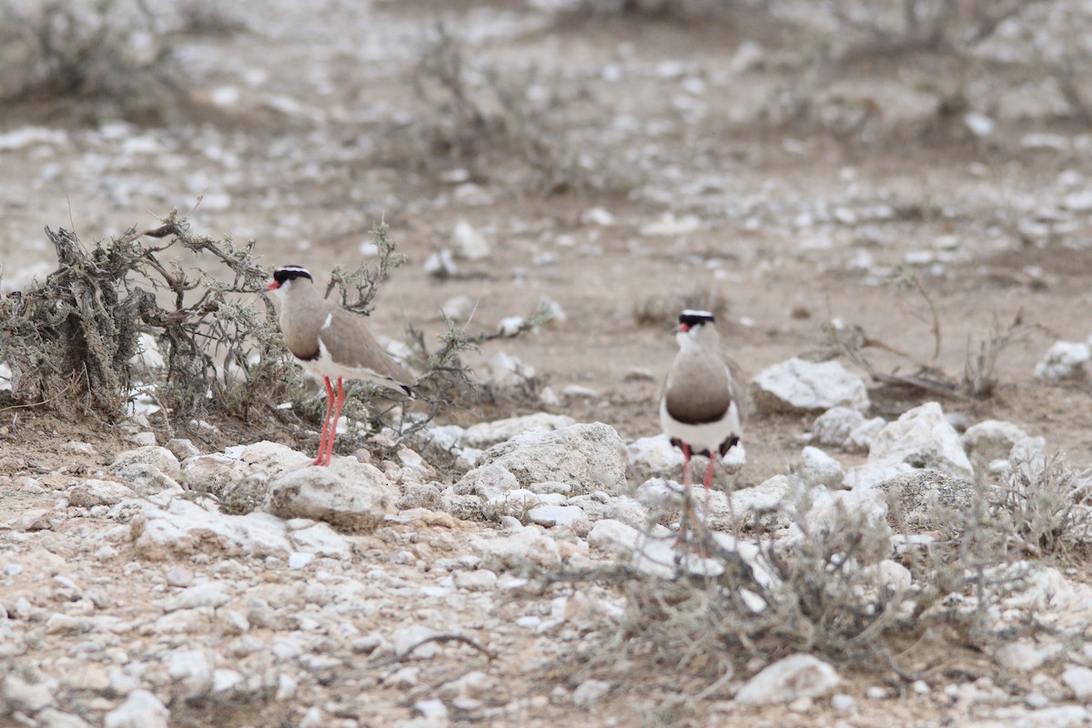 Crowned Lapwing - ML644696256