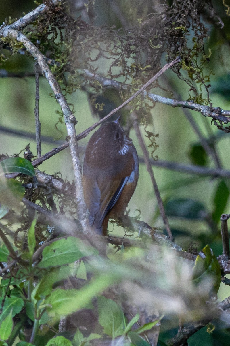 Brown-throated Fulvetta - ML644696257