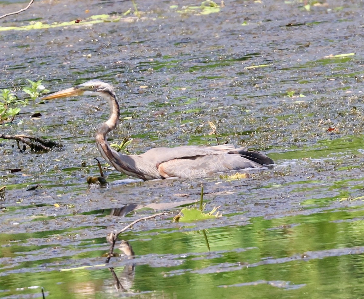 Koartza gorria - ML644696258