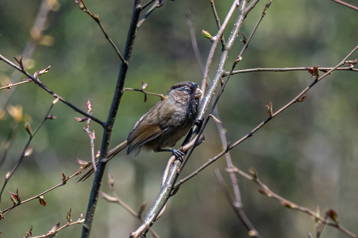 Brown Parrotbill - ML644696263