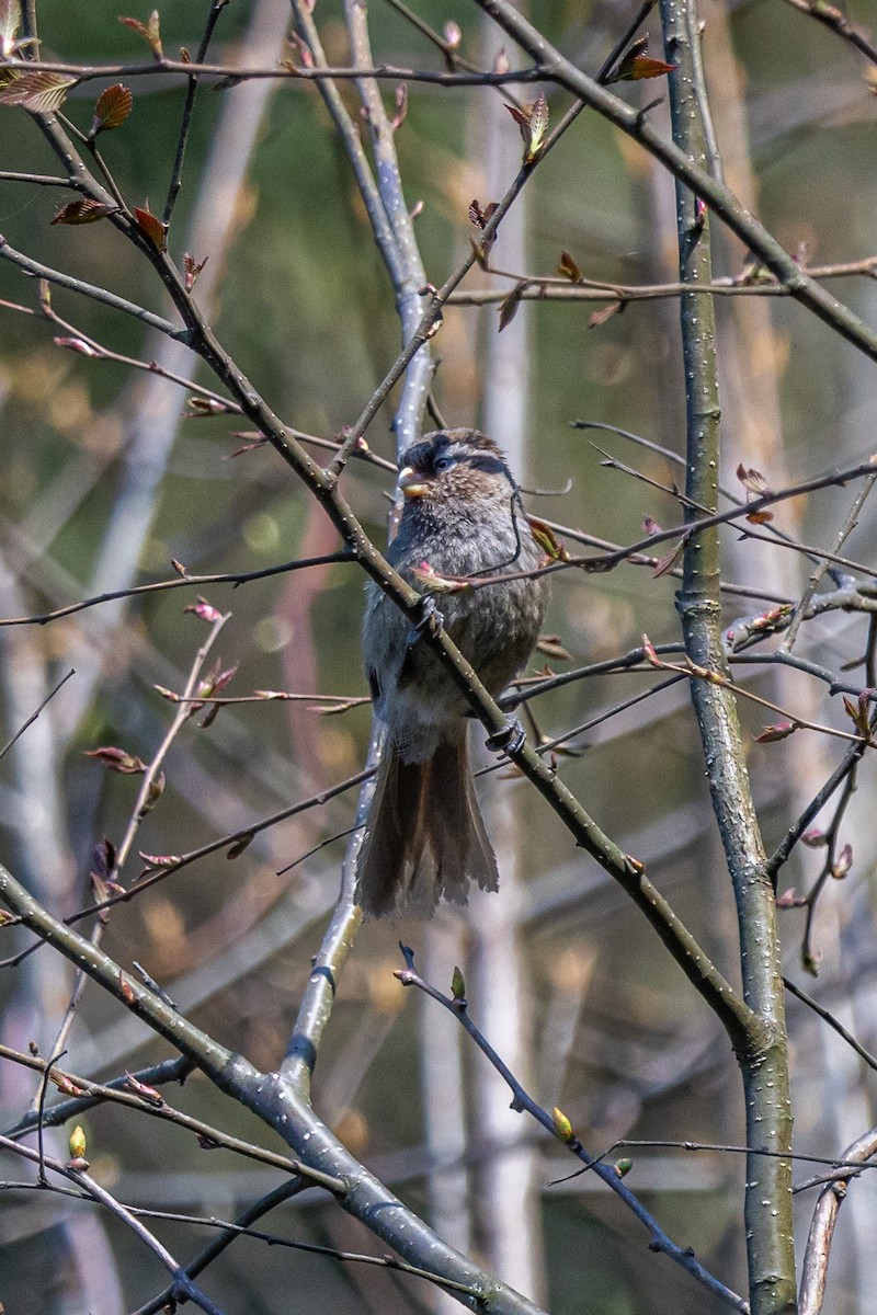 Brown Parrotbill - ML644696264
