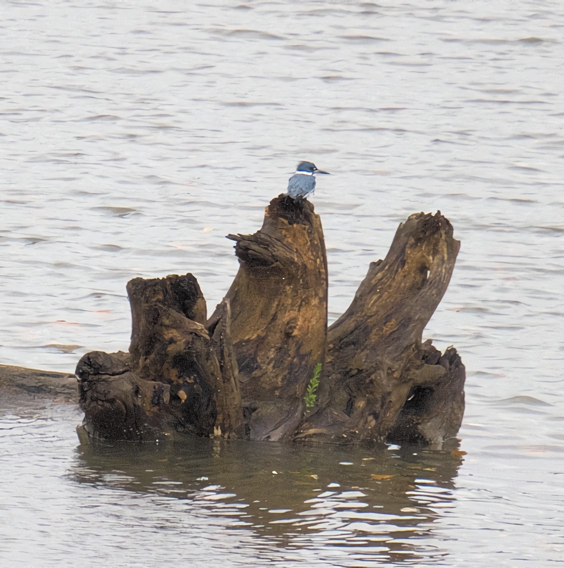 Martin handi iparramerikarra - ML644696265