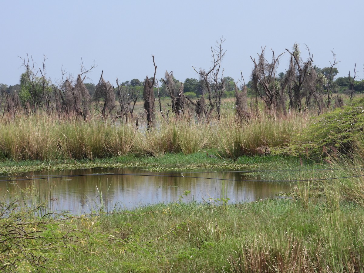 Purple Heron - ML644696266